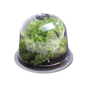 Cloche à salade