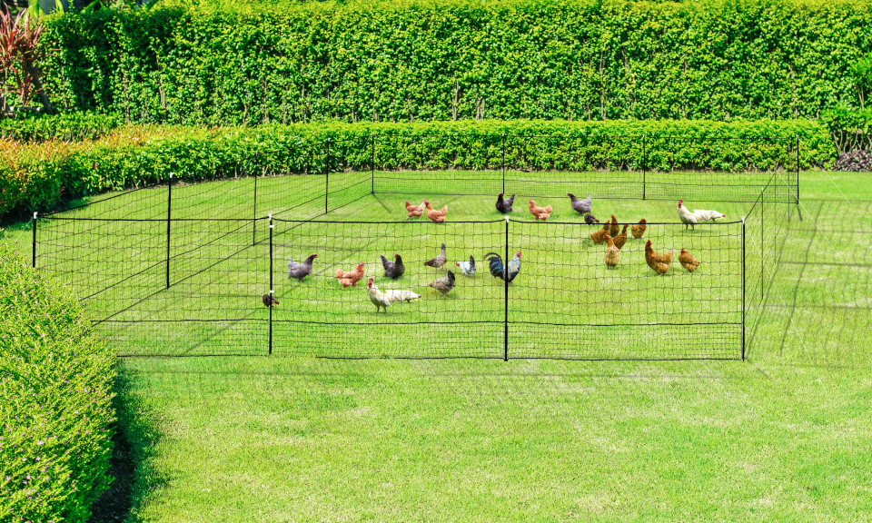 Kit clôture Nomade pour poules